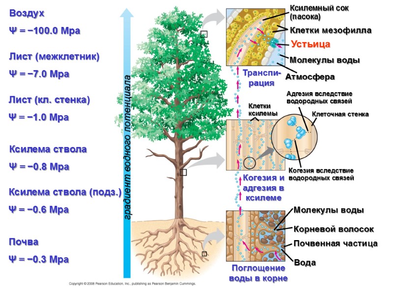 Воздух  Ψ = −100.0 Mpa Лист (межклетник) Ψ = −7.0 Mpa Ксилемный сок